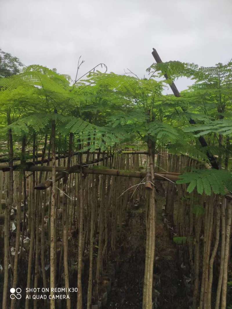 红花楹基地直销规格齐全有需要的老板欢迎来电洽谈合作
