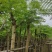 红花楹基地直销规格齐全有需要的老板欢迎来电洽谈合作