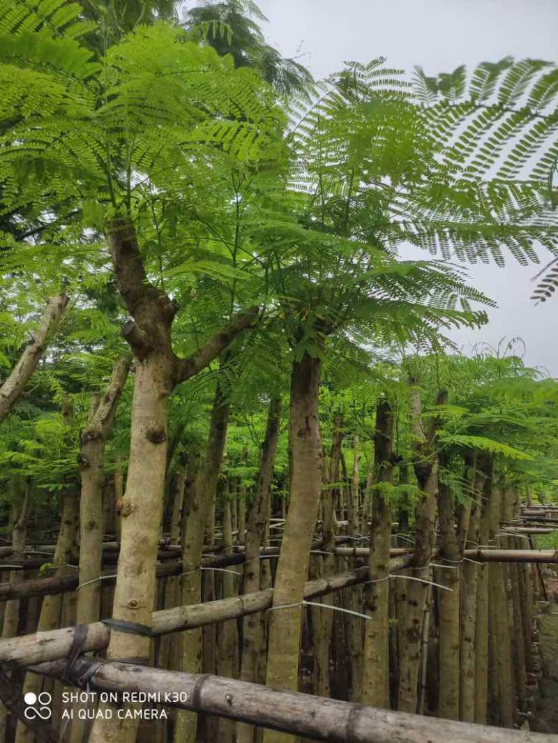 红花楹基地直销规格齐全有需要的老板欢迎来电洽谈合作