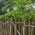 红花楹基地直销规格齐全有需要的老板欢迎来电洽谈合作