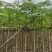 红花楹基地直销规格齐全有需要的老板欢迎来电洽谈合作
