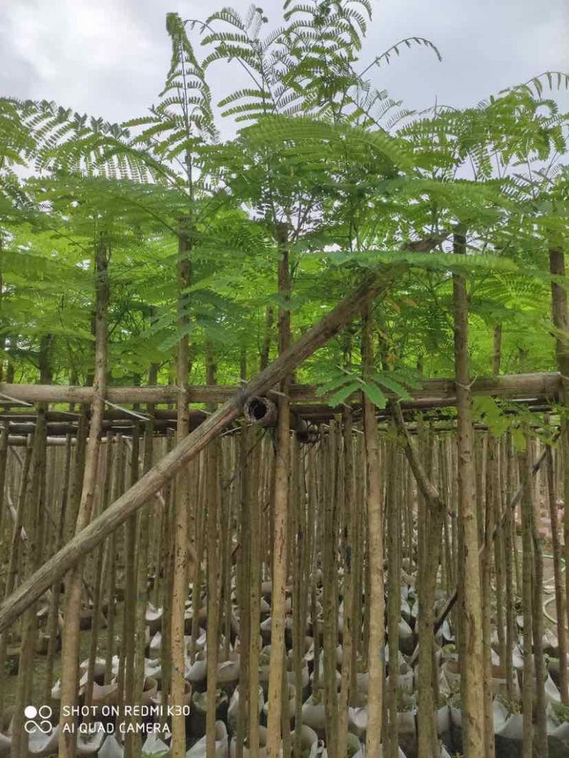 红花楹基地直销规格齐全有需要的老板欢迎来电洽谈合作