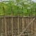 红花楹基地直销规格齐全有需要的老板欢迎来电洽谈合作