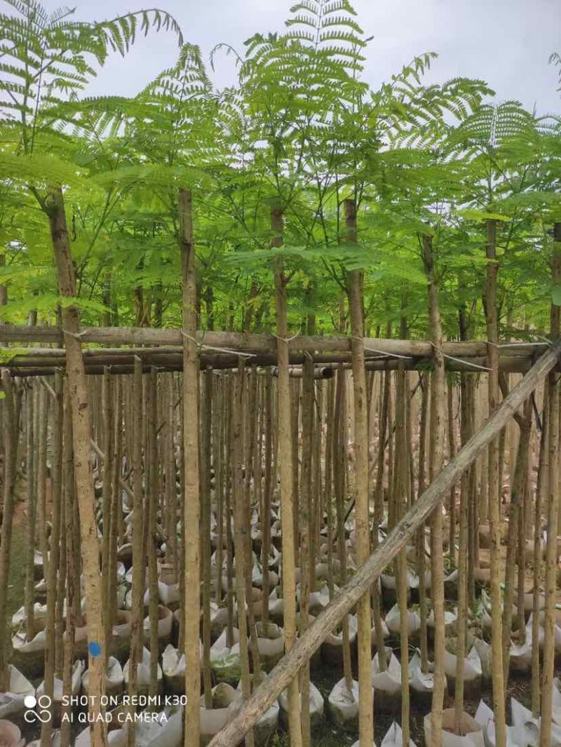 红花楹基地直销规格齐全有需要的老板欢迎来电洽谈合作