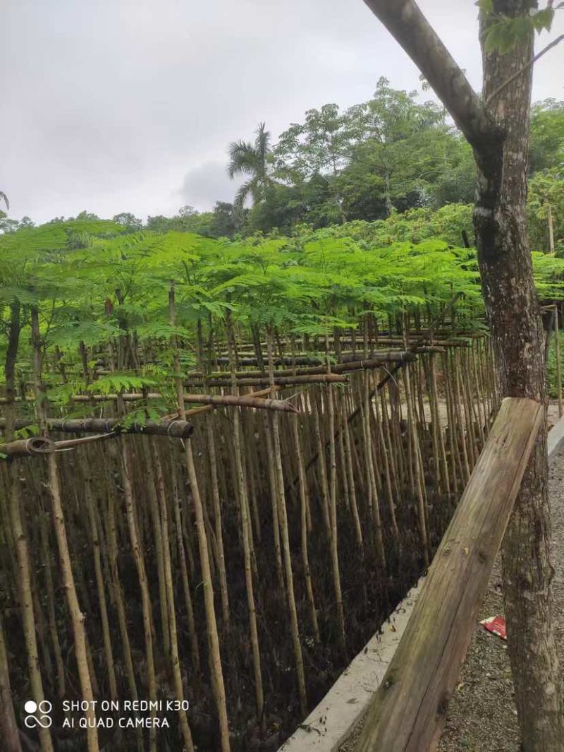 红花楹基地直销规格齐全有需要的老板欢迎来电洽谈合作