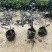 红花继木20-25高
