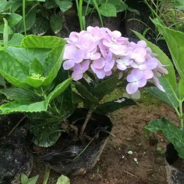 绣球花、八仙花