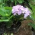 绣球花、八仙花