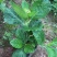 绣球花、八仙花