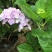 绣球花、八仙花