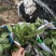 绣球花、八仙花