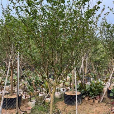 小叶紫薇