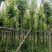 枫香3-12分，基地直销，一手货源，大量低价出售