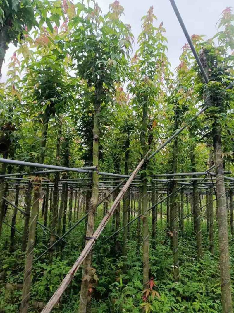 枫香3-12分，基地直销，一手货源，大量低价出售