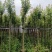 枫香3-12分，基地直销，一手货源，大量低价出售