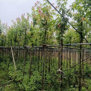 枫香3-12分，基地直销，一手货源，大量低价出售