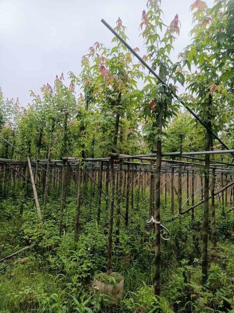 枫香3-12分，基地直销，一手货源，大量低价出售