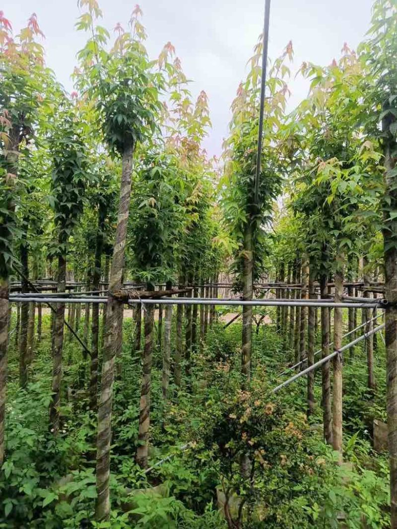 枫香3-12分，基地直销，一手货源，大量低价出售