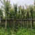 枫香3-12分，基地直销，一手货源，大量低价出售