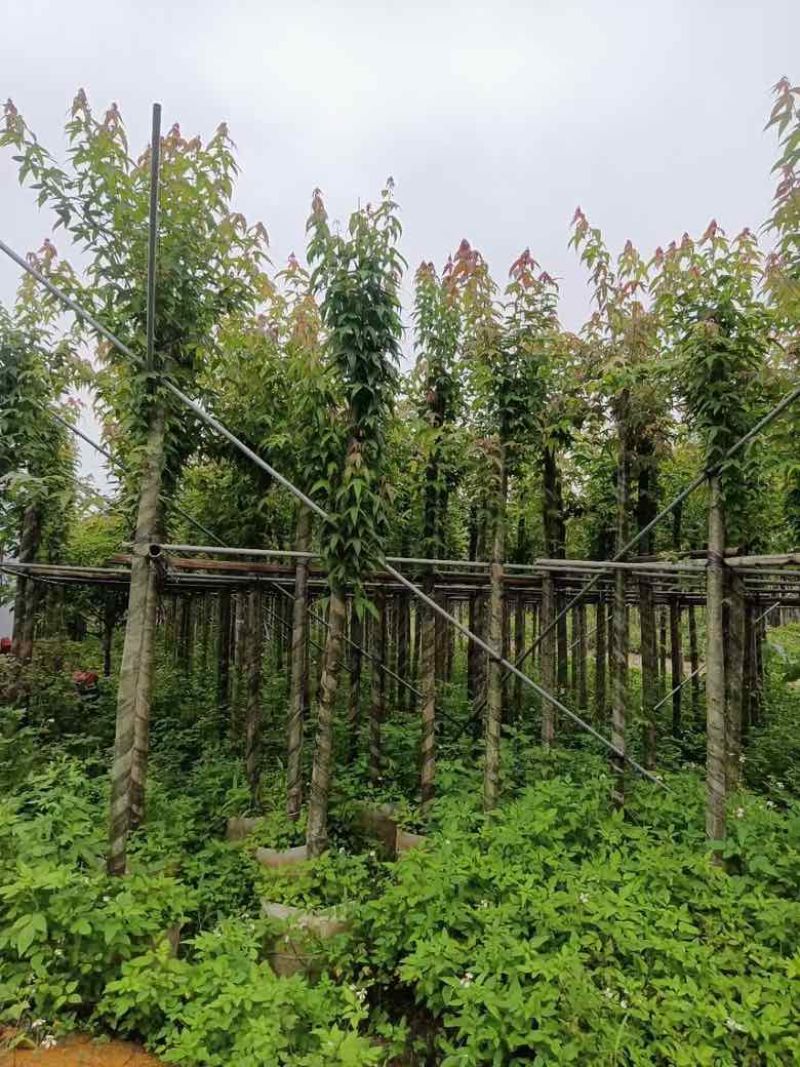 枫香3-12分，基地直销，一手货源，大量低价出售