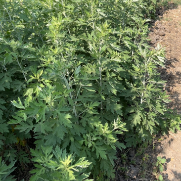 自家种的20亩艾草