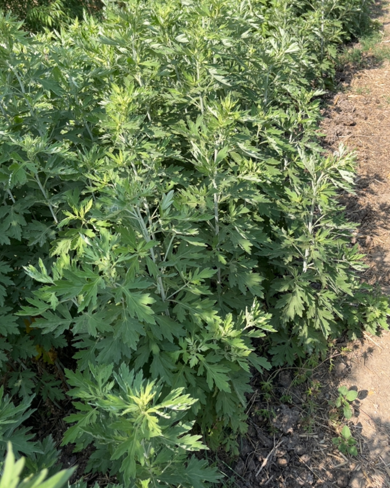 自家种的20亩艾草