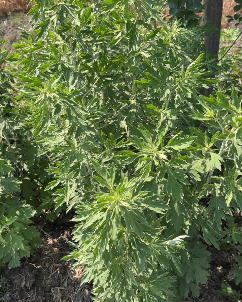 自家种的20亩艾草