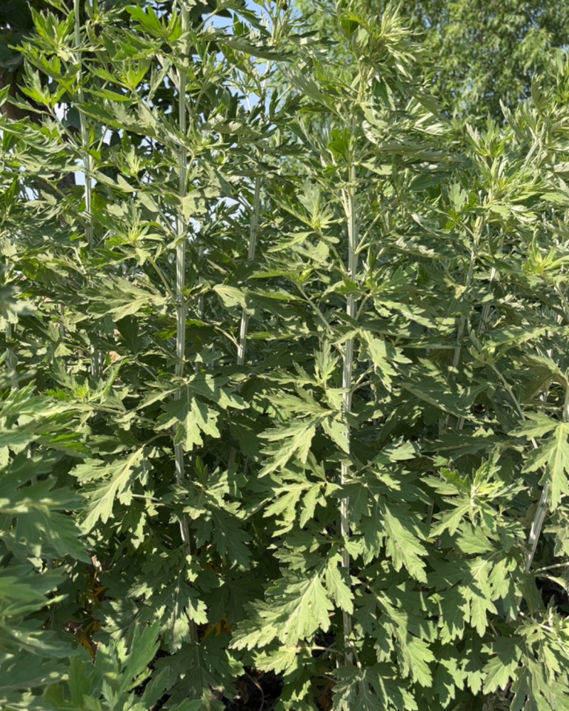 自家种的20亩艾草