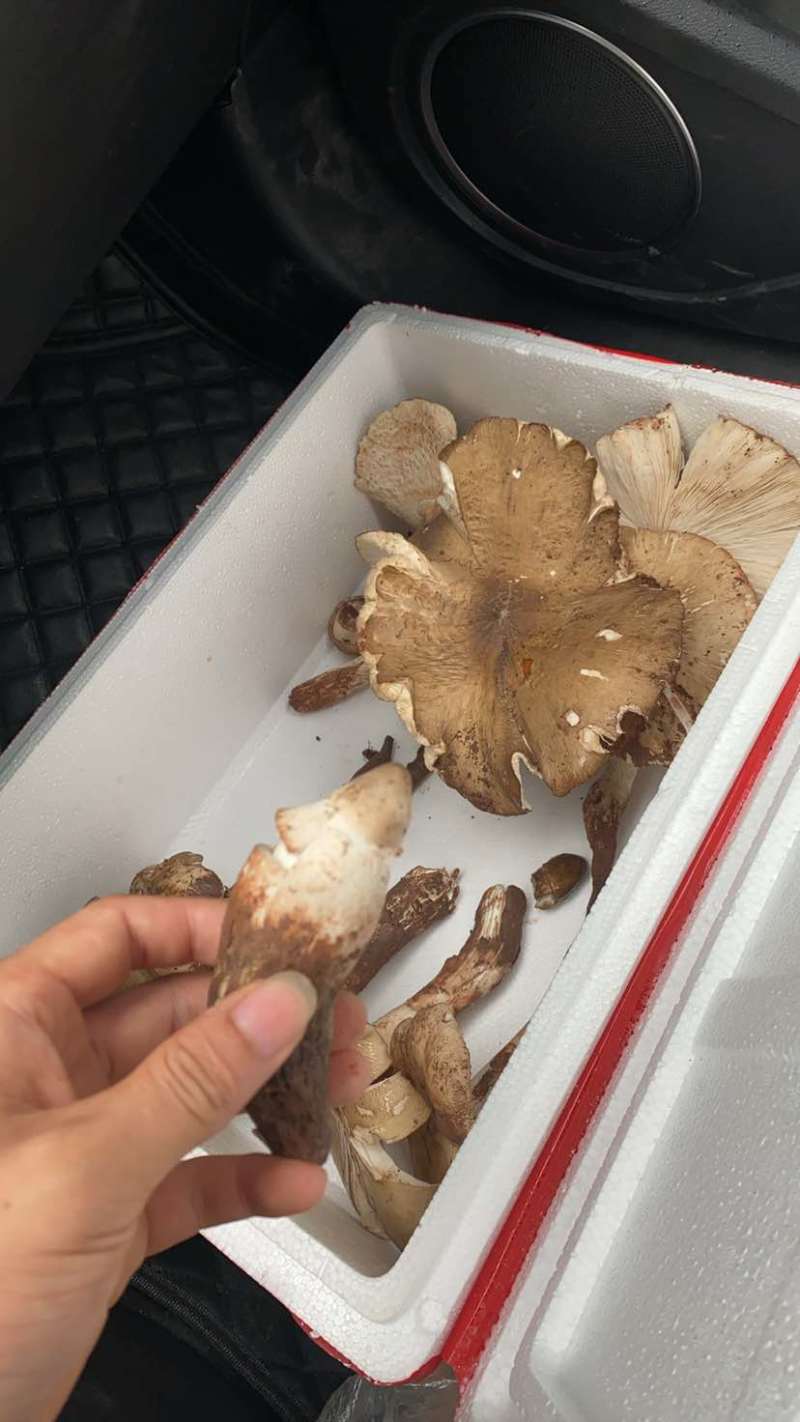 鸡枞菌也是独菌菇