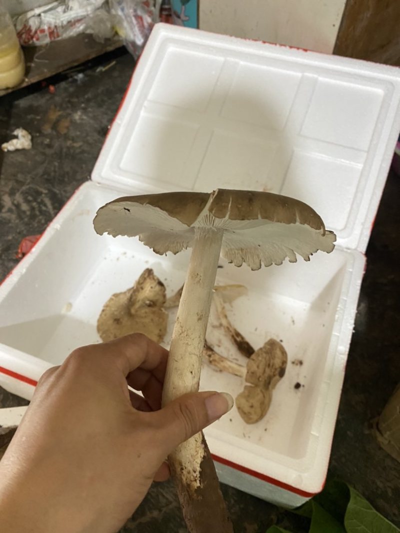 鸡枞菌也是独菌菇