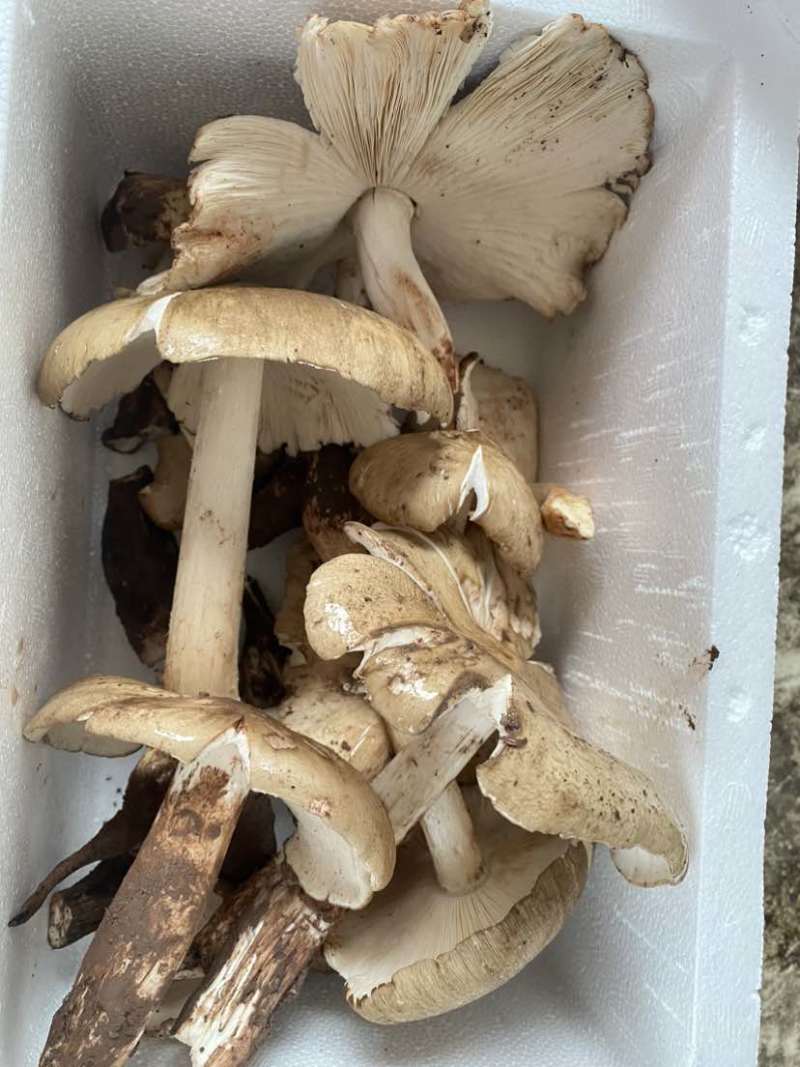 鸡枞菌也是独菌菇