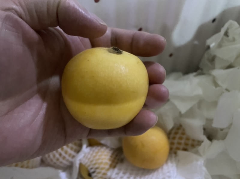 白玉枇杷，单果8克。果型好，量大通货，也有礼盒装。