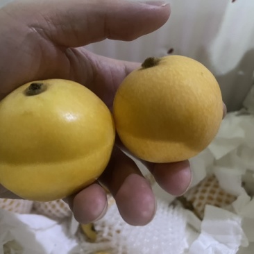 白玉枇杷，单果8克。果型好，量大通货，也有礼盒装。