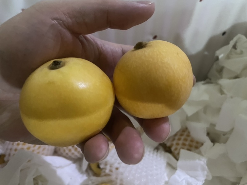 白玉枇杷，单果8克。果型好，量大通货，也有礼盒装。