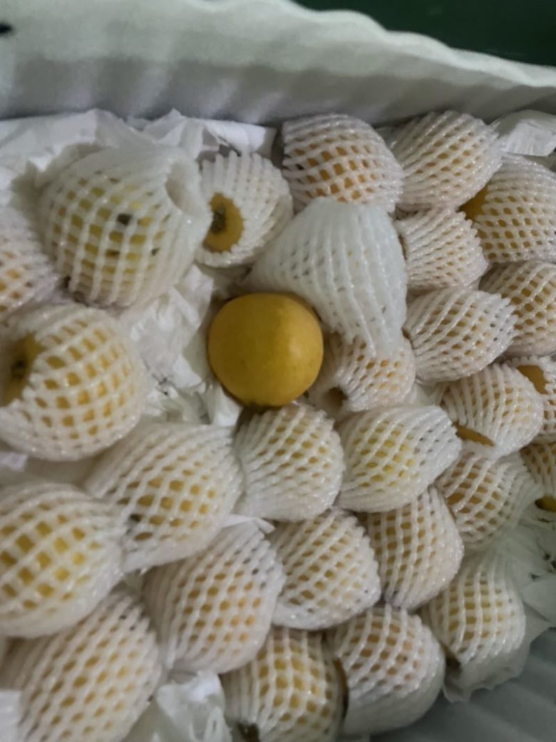 白玉枇杷，单果8克。果型好，量大通货，也有礼盒装。