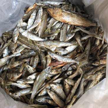 火培白条鱼翘嘴鱼