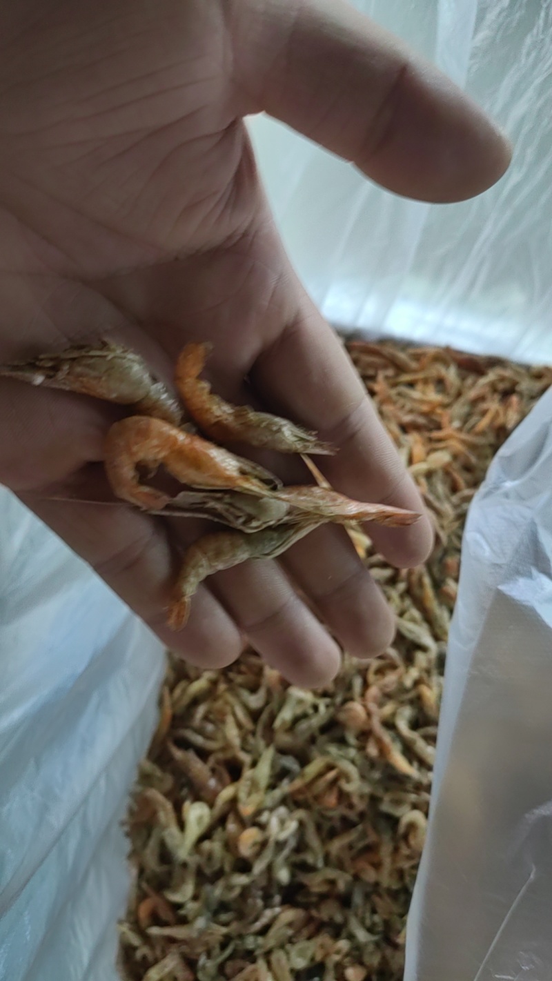 火培白条鱼翘嘴鱼