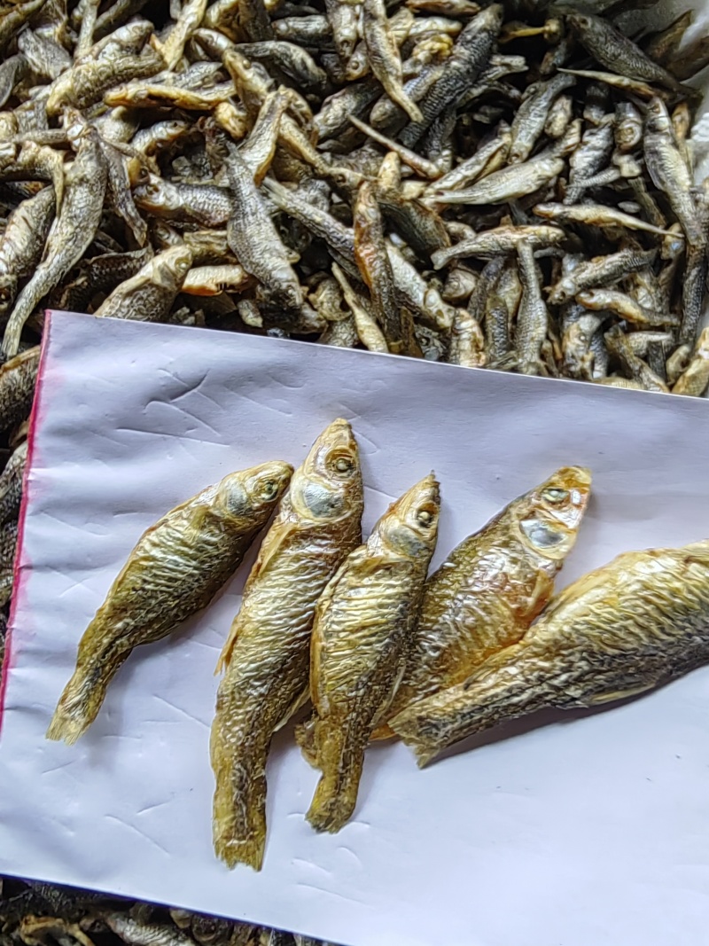 火培白条鱼翘嘴鱼