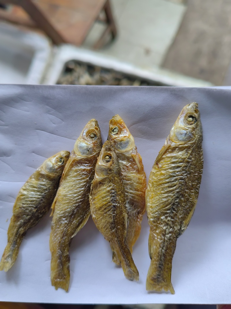 火培白条鱼翘嘴鱼