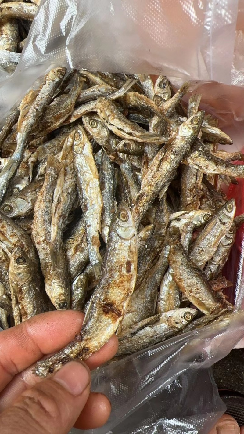火培白条鱼翘嘴鱼