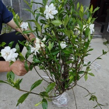 高产品种栀子花苗现采现发免费送货