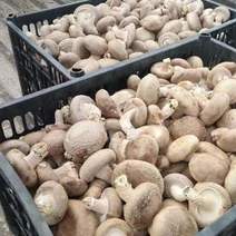 反季节香菇，大量上市！