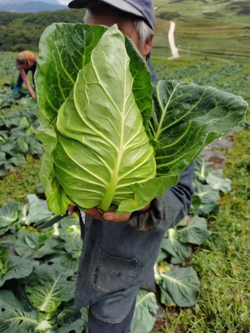 牛心甘蓝大量售卖