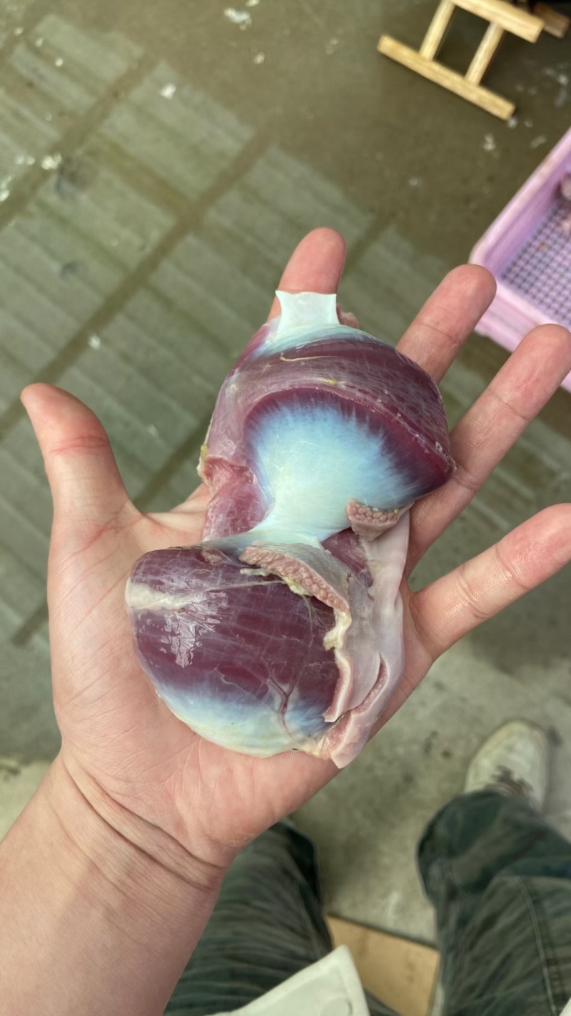 大鹅胗