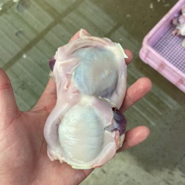 大鹅胗