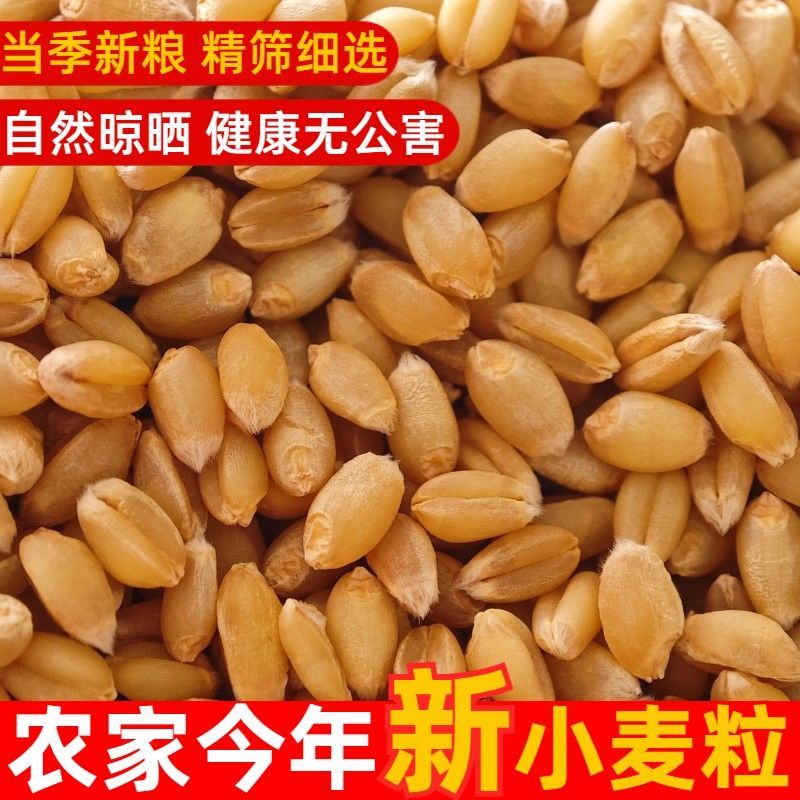 小麦
