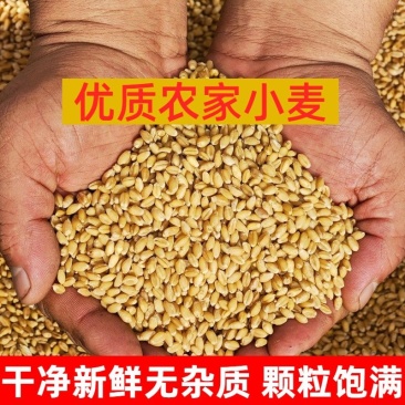 出售小麦300万斤，价格1.22