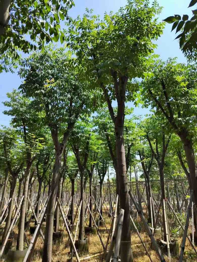 黄山栾树(国庆花)3-15分，基地直销，大量低价出售