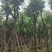 黄山栾树(国庆花)3-15分，基地直销，大量低价出售