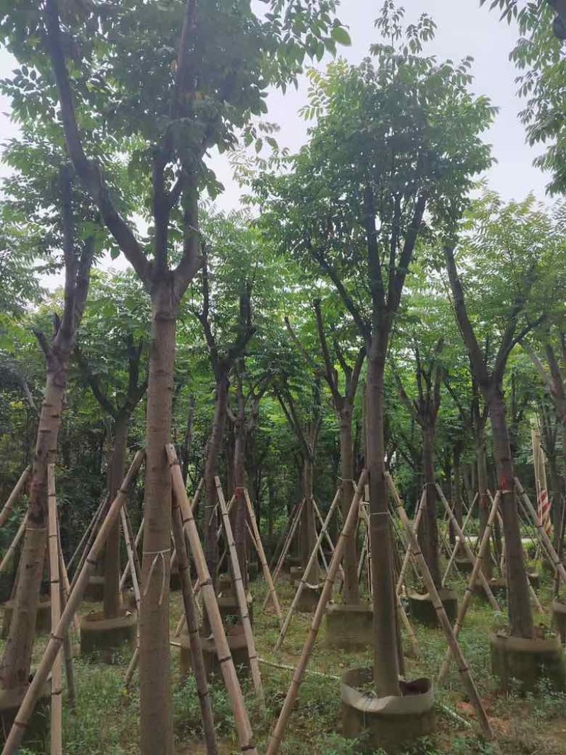 黄山栾树(国庆花)3-15分，基地直销，大量低价出售